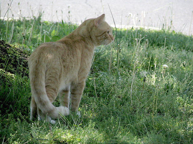 6 Famous Felines and Choosing a Suitable Pet Cremation Urn