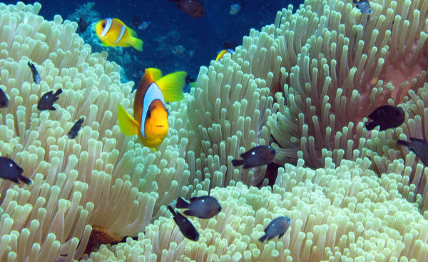 Brightly colored fish swim among coral reefs.