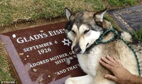 Grieving Pet Attends Memorial Service