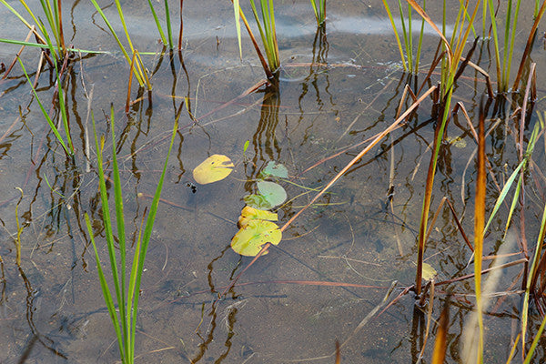 Dying Well – Part II