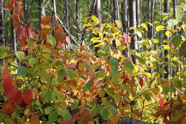 Human Recycling – the New Green?