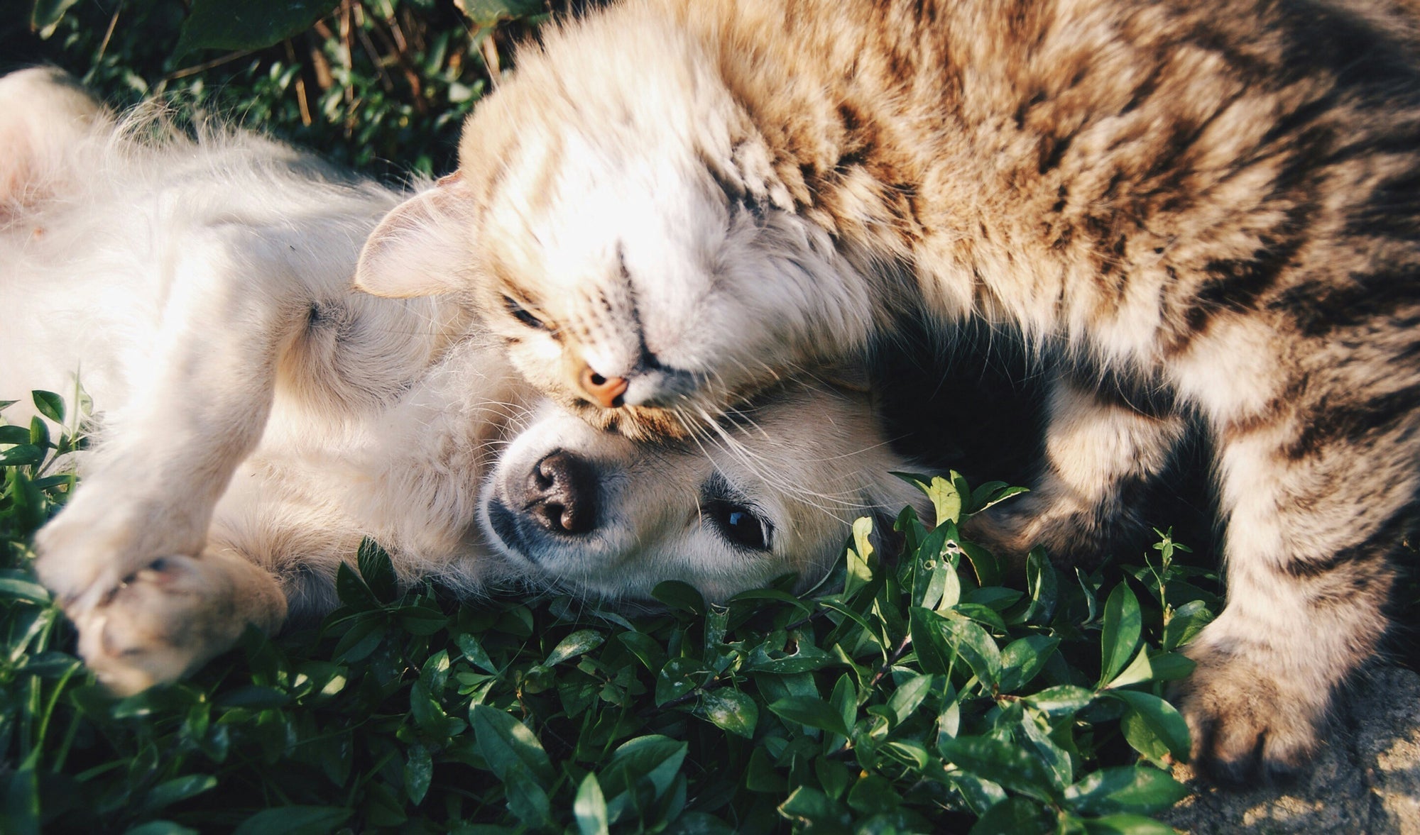 Honoring Beloved Companions: Pet Epitaphs and Popular Sayings