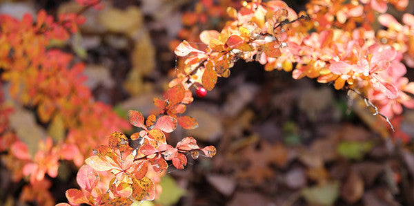 Pre-Purchasing and Planning for Cremation