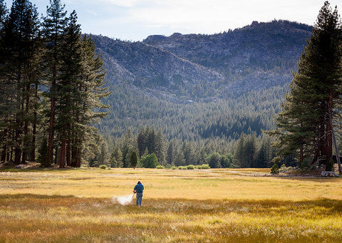 Scattering Ashes and Telling Your Loved One's Story