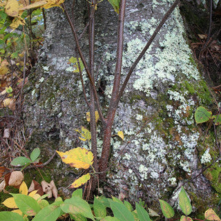 Soulful Celebrations