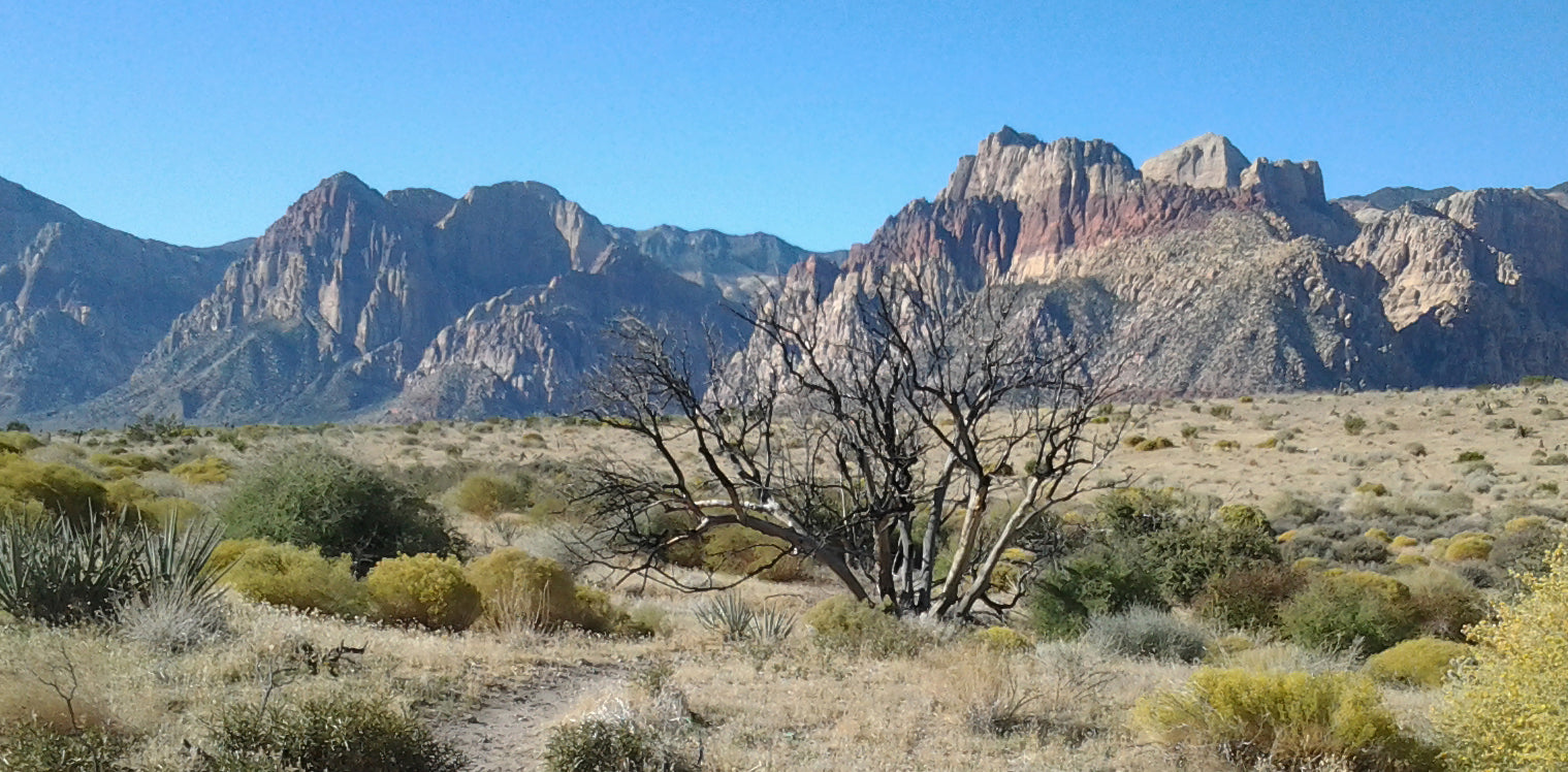 5 Questions to Ask About Cremation