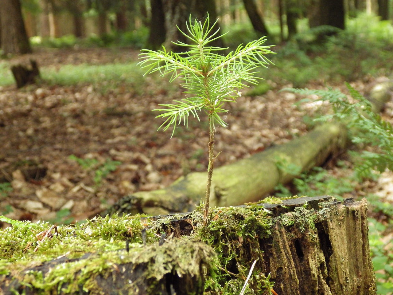 Burying Ashes With a Memorial Tree or in a Remembrance Garden