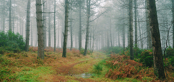 The Environmental Impact of our Death - Part 2