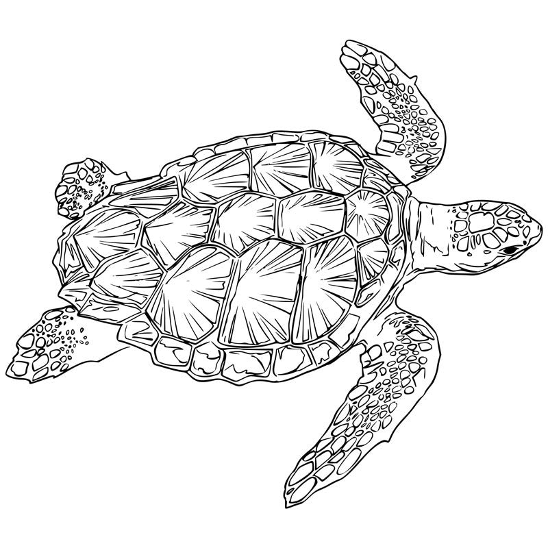 Turtle engraving- Large